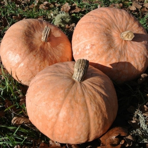 Pompoenen 'Lower Salmon River'