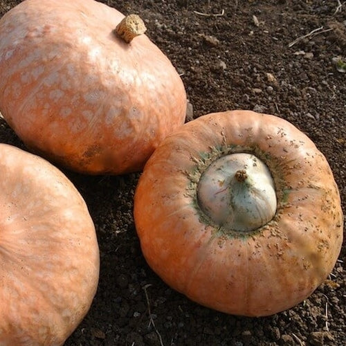 Pompoenen 'Lower Salmon River'
