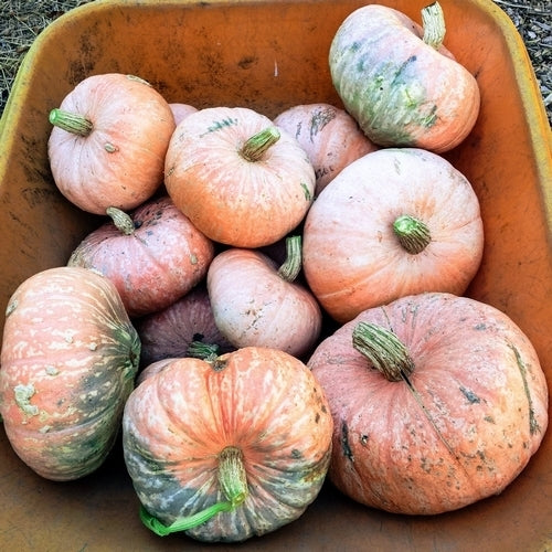 Pompoenen 'Lower Salmon River'