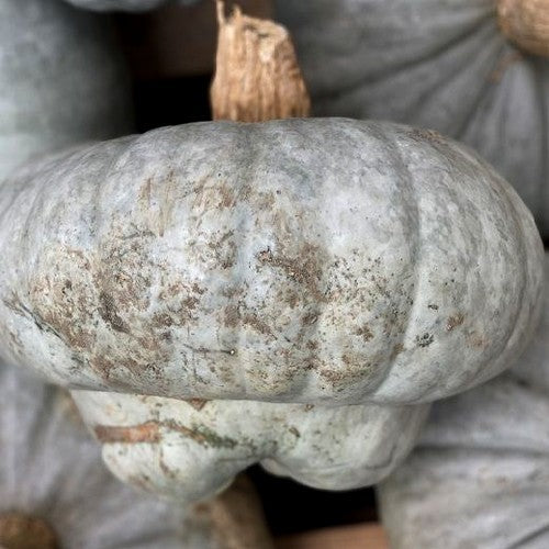 Pompoenen ‘Mantovana Cappello Del Prete’