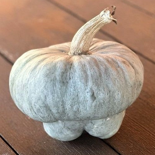 Pompoenen ‘Mantovana Cappello Del Prete’