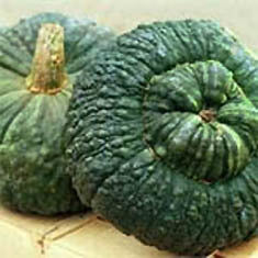 Pompoenen 'Marina di Chioggia'