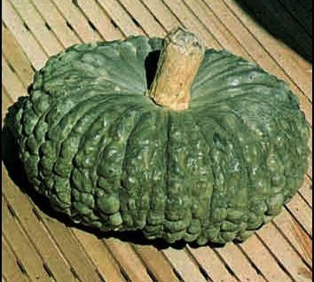 Pompoenen 'Marina di Chioggia'