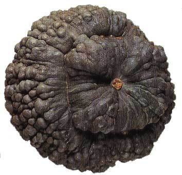 Pompoenen 'Marina di Chioggia'