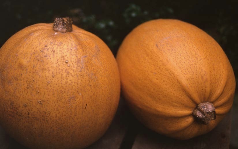 Pompoenen 'Melonette Jaspée de Vendée' / 'Melonnette Jaspée'