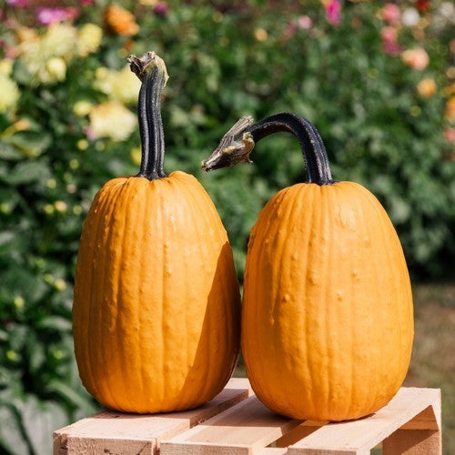Pumpkin 'Milestone' F1