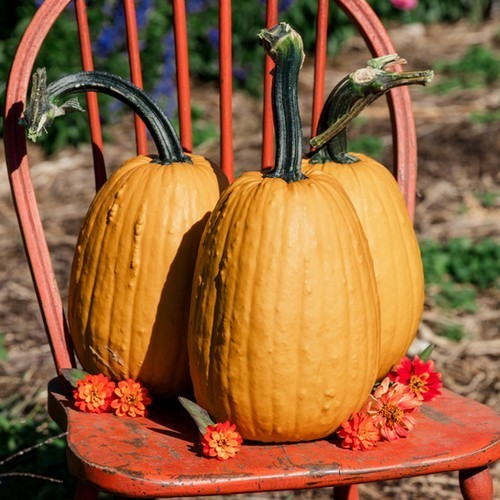 Pumpkin 'Milestone' F1