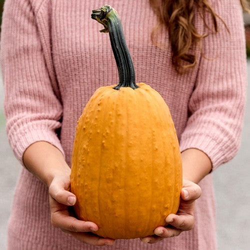 Pumpkin 'Milestone' F1