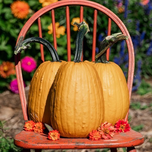 Pumpkin 'Milestone' F1