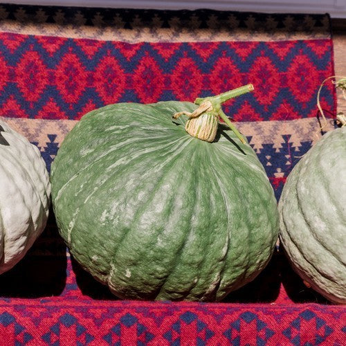 Pompoenen 'Misty Mountain' F1