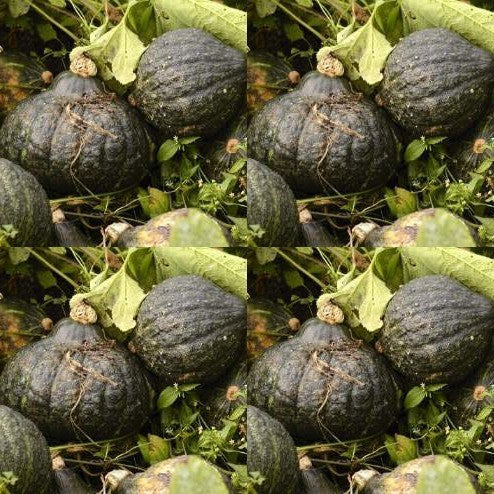 Pompoenen 'Mini Green Hubbard'