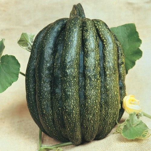 Pompoenen ‘Mogango Sul Mineiro’