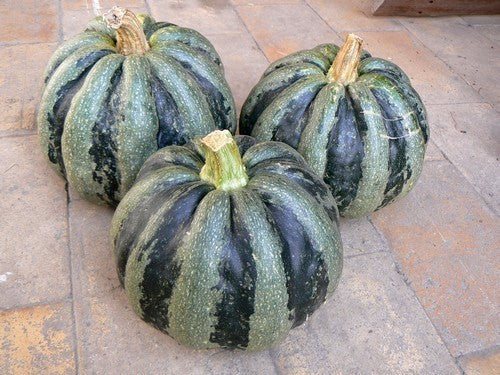 Pompoenen 'Mongogo de Guatemala'