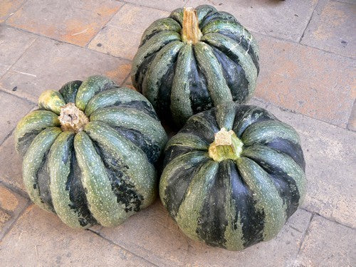 Pompoenen 'Mongogo de Guatemala'