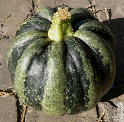 Pompoenen 'Mongogo de Guatemala'