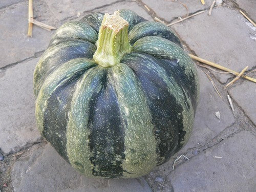 Pompoenen 'Mongogo de Guatemala'