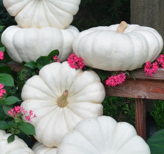 Pompoenen 'Moon Light' F1