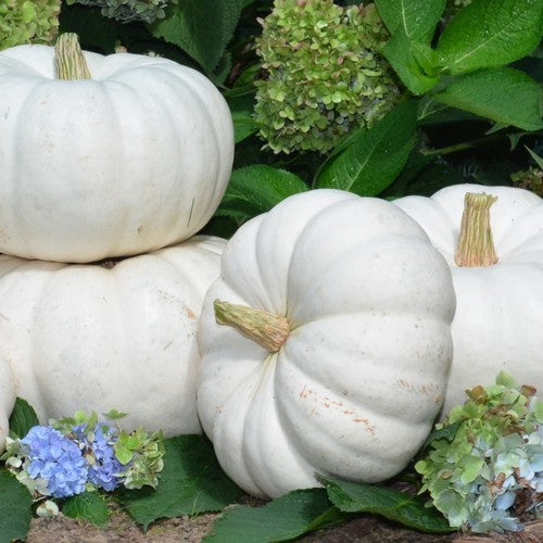 Pumpkins 'Moon Whisper' F1