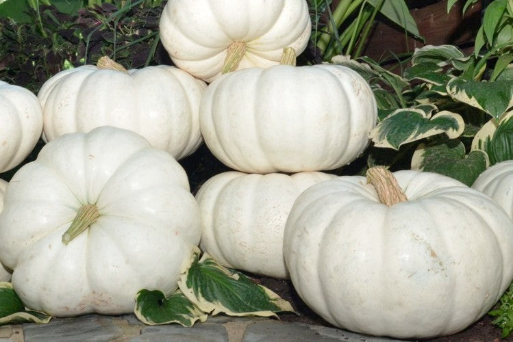 Pumpkins 'Moon Whisper' F1