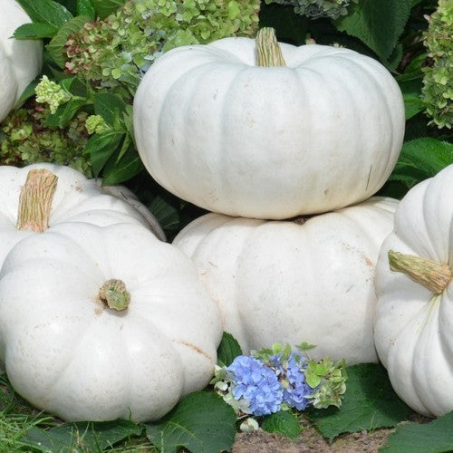 Pumpkins 'Moon Whisper' F1
