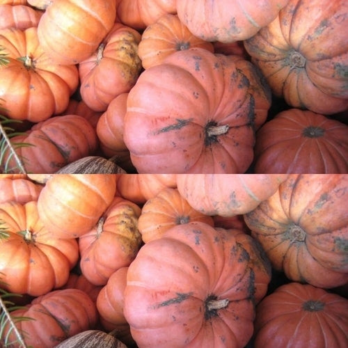 Pompoenen 'Moranga de Mesa'
