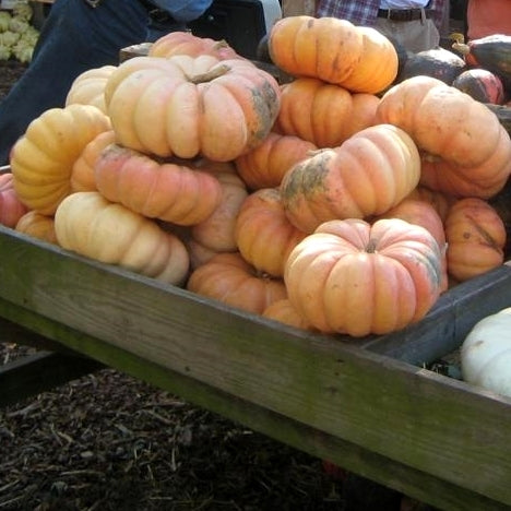 Pompoenen 'Moranga de Mesa'