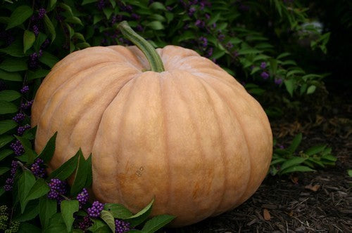 Pompoenen 'Musquee de Provence'