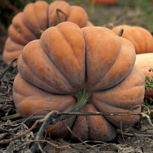 Pompoenen 'Musquee de Provence'
