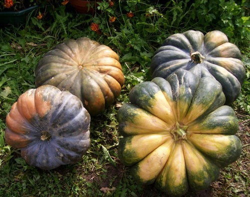 Pompoenen 'Musquee de Provence'