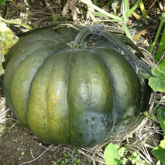 Pompoenen 'Musquee de Provence'