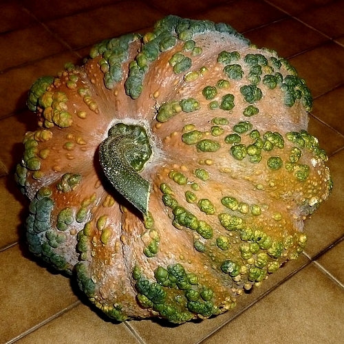 Pompoenen 'Musquee Du Maroc'