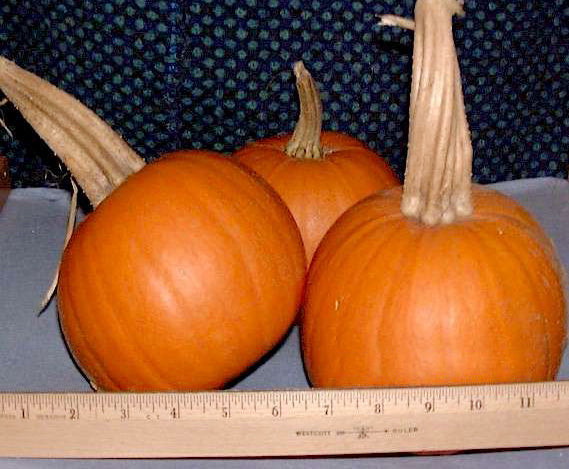 'New England Pie' / 'Small Sugar' Pumpkins