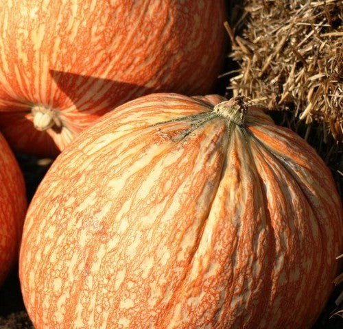 Pumpkins 'One Too Many'