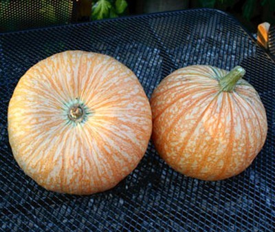 Pumpkins 'One Too Many'