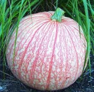 Pumpkins 'One Too Many'
