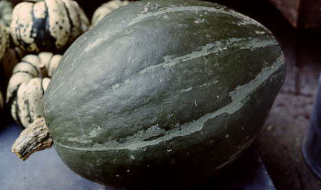 Pompoenen 'Olive Verte'