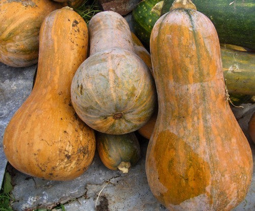 Pompoenen 'Orange Butternut'