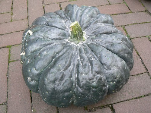 Pumpkins 'Oringo' F1 / 'Super Gold' F1
