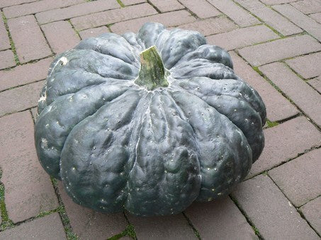 Pumpkins 'Oringo' F1 / 'Super Gold' F1