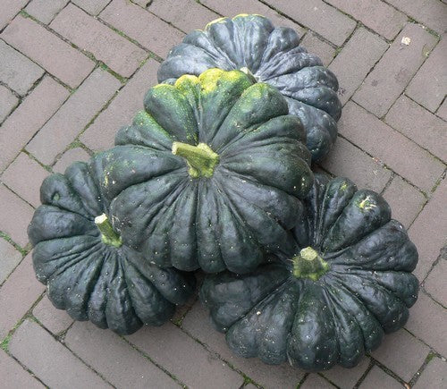 Pumpkins 'Oringo' F1 / 'Super Gold' F1