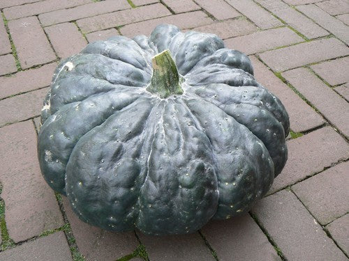 Pumpkins 'Oringo' F1 / 'Super Gold' F1