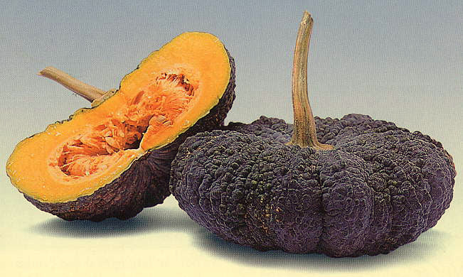 Pumpkins 'Oringo' F1 / 'Super Gold' F1