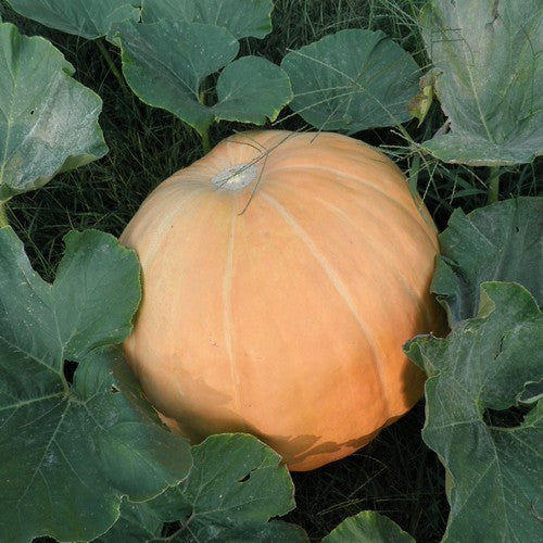 Pompoenen 'Pacific Giant'