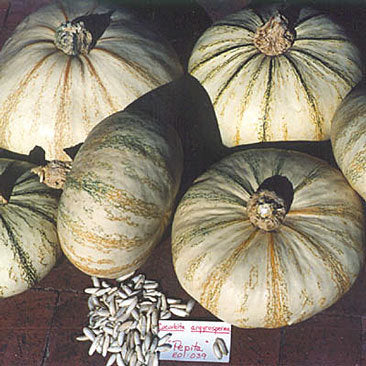 Pompoenen 'Pepita' / 'Veracruz Pepita' / 'Salvador'