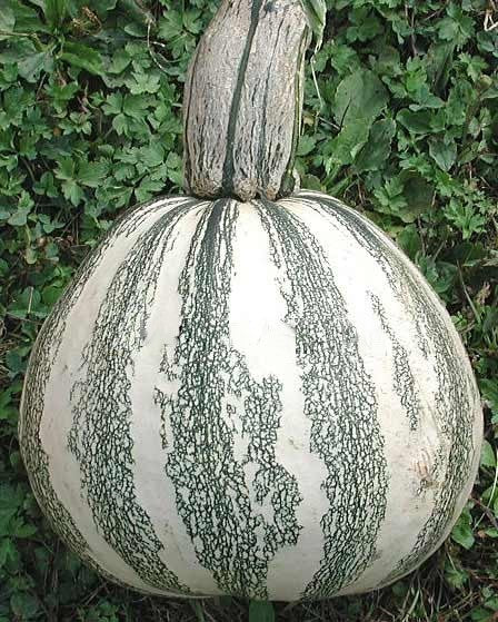 Pompoenen 'Pepita' / 'Veracruz Pepita' / 'Salvador'