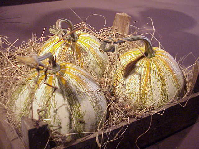 Pompoenen 'Pepita' / 'Veracruz Pepita' / 'Salvador'