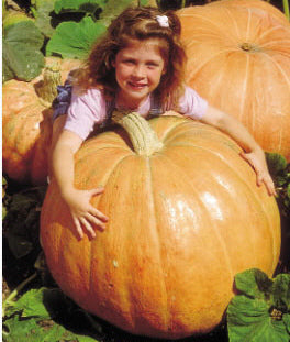 Pumpkin 'Prizewinner' F1