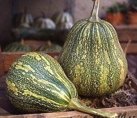 Pompoenen 'Phoenix' F1