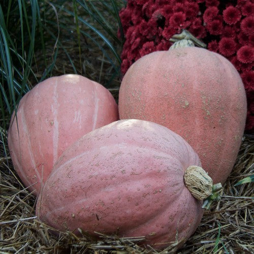 Pumpkins 'Pink Hearts' F1