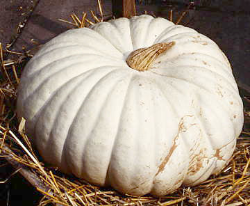 Pompoenen 'Plat Wit Boer' / 'Blanche Platt White Boer'